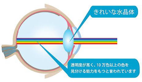 疲れ目眩しさ軽減　KID'S子供用眼精疲労予防レンズネッツペックコート